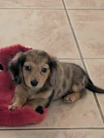 Ben Akc, a male Miniature Dachshund for sale in Strafford, MO – 1 of 5