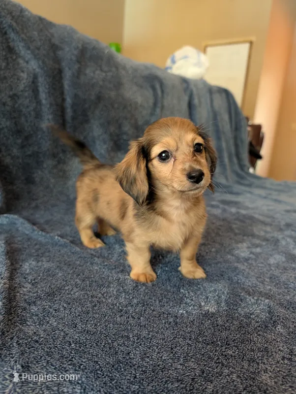 Precious Akc – Miniature Dachshund puppy for sale in Strafford, MO