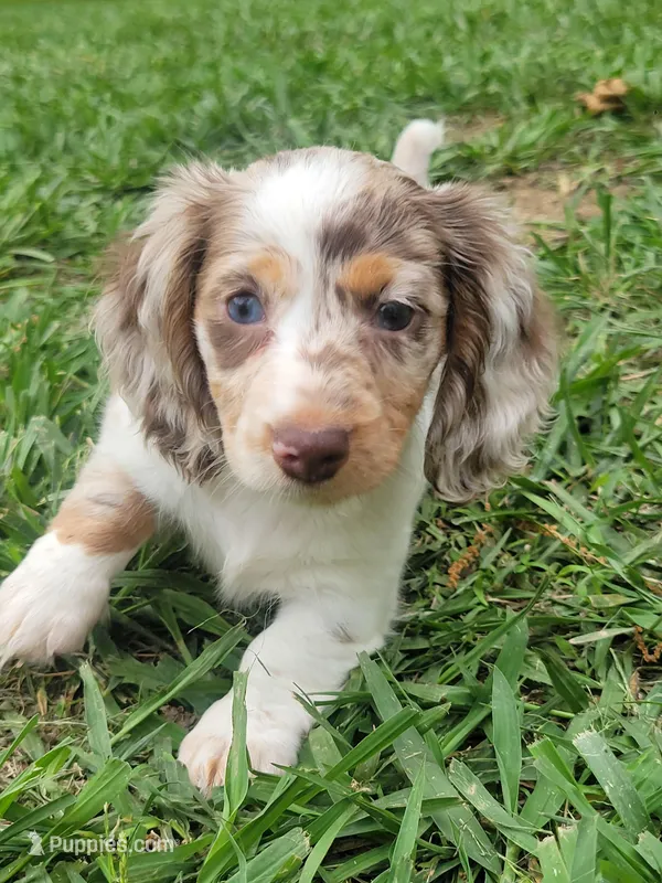 PENNY Akc – Miniature Dachshund puppy for sale in Strafford, MO