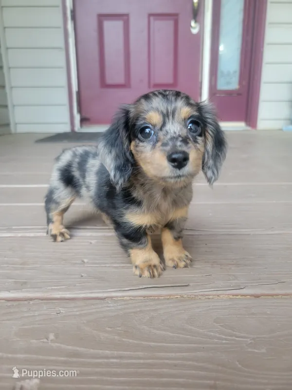 Molly Akc – Miniature Dachshund puppy for sale in Strafford, MO