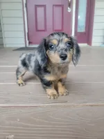 Molly Akc, a female Miniature Dachshund for sale in Strafford, MO – 1 of 3