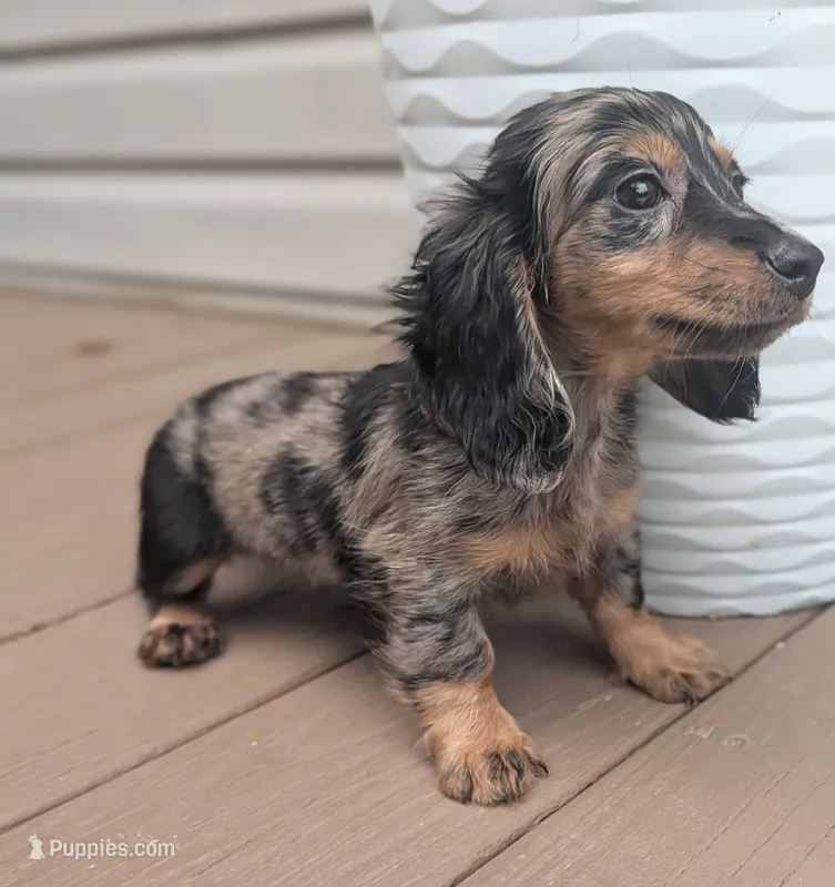 Pearl AKC – Miniature Dachshund puppy for sale in Strafford, MO