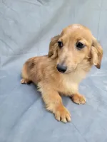 Dolly Akc, a female Miniature Dachshund for sale in Strafford, MO – 2 of 2
