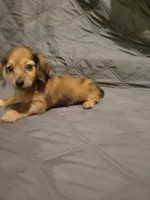 Precious Akc, a female Miniature Dachshund for sale in Strafford, MO – 2 of 3