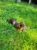 PENNY Akc, a female Miniature Dachshund for sale in Strafford, MO – 2 of 2