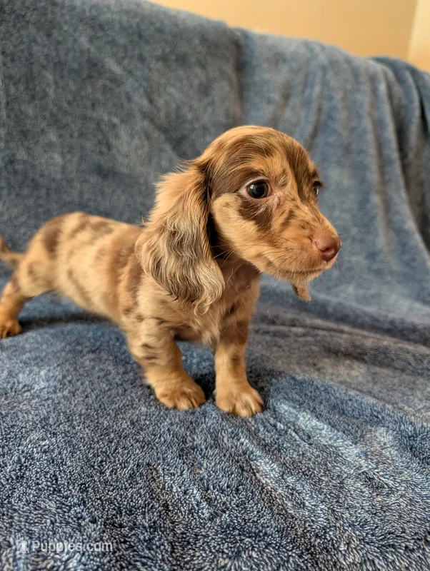 PENNY Akc – Miniature Dachshund puppy for sale in Strafford, MO