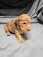 Sky AKC, a female Miniature Dachshund for sale in Strafford, MO – Photo 2 of 6