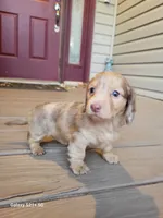 Sky AKC, a female Miniature Dachshund for sale in Strafford, MO – Photo 3 of 6