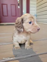 Sky AKC, a female Miniature Dachshund for sale in Strafford, MO – Photo 6 of 6