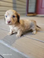 Sky AKC, a female Miniature Dachshund for sale in Strafford, MO – Photo 1 of 6