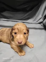 Sky AKC, a female Miniature Dachshund for sale in Strafford, MO – Photo 5 of 6