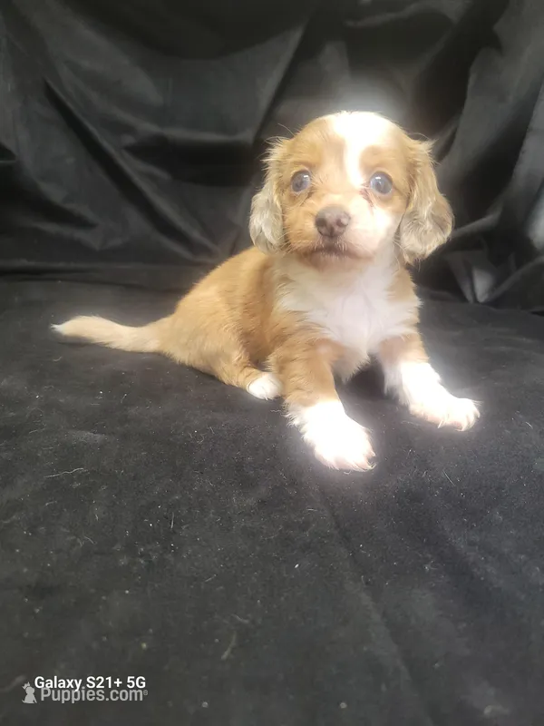 Sherri AKC, a female Miniature Dachshund for sale in Strafford, MO – Photo 1 of 8