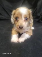 Sherri AKC, a female Miniature Dachshund for sale in Strafford, MO – Photo 2 of 8