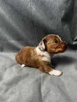 Sherri AKC, a female Miniature Dachshund for sale in Strafford, MO – Photo 6 of 8