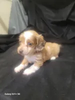 Sherri AKC, a female Miniature Dachshund for sale in Strafford, MO – Photo 3 of 8