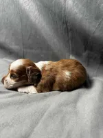 Sherri AKC, a female Miniature Dachshund for sale in Strafford, MO – Photo 8 of 8