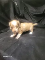 Sherri AKC, a female Miniature Dachshund for sale in Strafford, MO – Photo 5 of 8