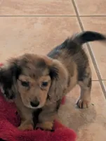 Ben Akc, a male Miniature Dachshund for sale in Strafford, MO – 3 of 5