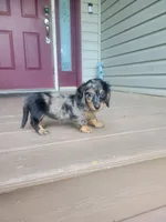 Pearl AKC, a female Miniature Dachshund for sale in Strafford, MO – 2 of 5