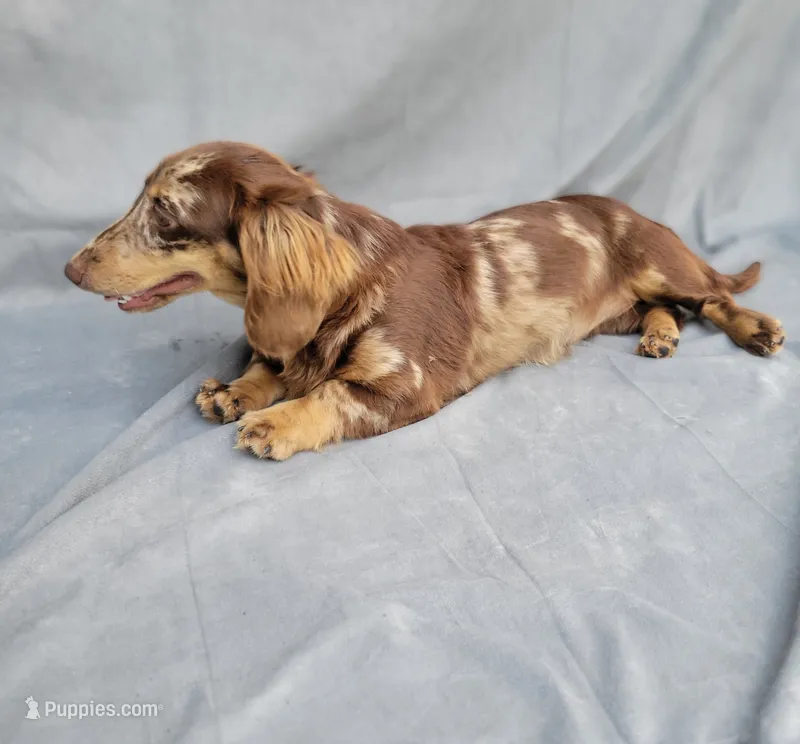 PENNY Akc – Miniature Dachshund puppy on hold in Strafford, MO