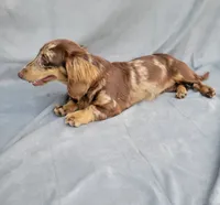 PENNY Akc, a female Miniature Dachshund for sale in Strafford, MO – 1 of 2