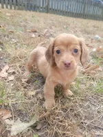 Pearl Akc, a female Miniature Dachshund for sale in Strafford, MO – Photo 1 of 10