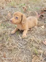 Pearl Akc, a female Miniature Dachshund for sale in Strafford, MO – Photo 4 of 10