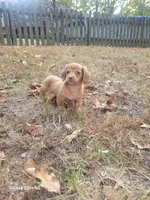Pearl Akc, a female Miniature Dachshund for sale in Strafford, MO – Photo 3 of 10