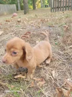 Pearl Akc, a female Miniature Dachshund for sale in Strafford, MO – Photo 5 of 10