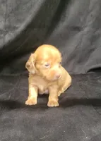 Pearl Akc, a female Miniature Dachshund for sale in Strafford, MO – Photo 9 of 10