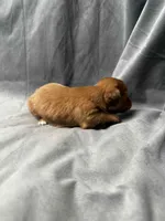 Pearl Akc, a female Miniature Dachshund for sale in Strafford, MO – Photo 6 of 10