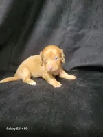 Pearl Akc, a female Miniature Dachshund for sale in Strafford, MO – Photo 8 of 10