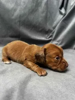 Pearl Akc, a female Miniature Dachshund for sale in Strafford, MO – Photo 10 of 10