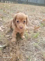 Pearl Akc, a female Miniature Dachshund for sale in Strafford, MO – Photo 2 of 10