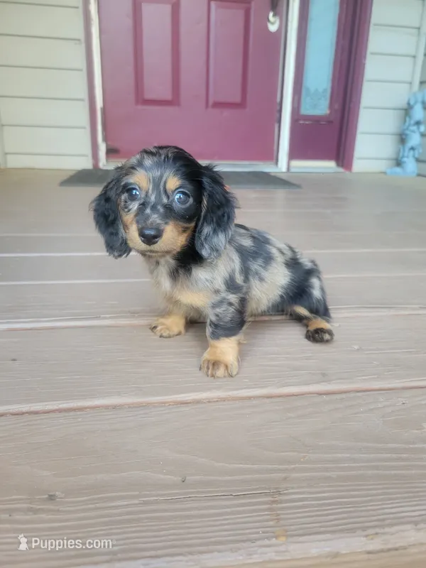 Pearl AKC – Miniature Dachshund puppy for sale in Strafford, MO