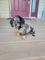 Pearl AKC, a female Miniature Dachshund for sale in Strafford, MO – 1 of 5