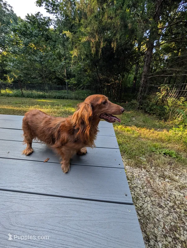 Cinnamon AKC – Miniature Dachshund puppy for sale in Strafford, MO