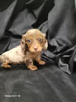Princess AKC, a female Miniature Dachshund for sale in Strafford, MO – Photo 1 of 9