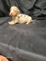 Princess AKC, a female Miniature Dachshund for sale in Strafford, MO – Photo 6 of 9