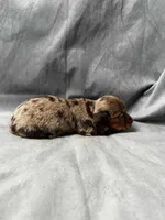 Princess AKC, a female Miniature Dachshund for sale in Strafford, MO – Photo 7 of 9