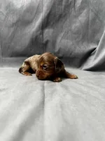 Princess AKC, a female Miniature Dachshund for sale in Strafford, MO – Photo 8 of 9