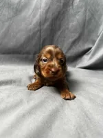 Princess AKC, a female Miniature Dachshund for sale in Strafford, MO – Photo 5 of 9