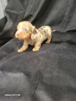 Princess AKC, a female Miniature Dachshund for sale in Strafford, MO – Photo 3 of 9