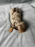 Princess AKC, a female Miniature Dachshund for sale in Strafford, MO – Photo 9 of 9