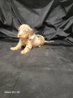 Princess AKC, a female Miniature Dachshund for sale in Strafford, MO – Photo 2 of 9