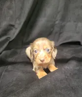 Princess AKC, a female Miniature Dachshund for sale in Strafford, MO – Photo 4 of 9