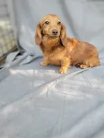 Molly Akc, a female Miniature Dachshund for sale in Strafford, MO – 1 of 1
