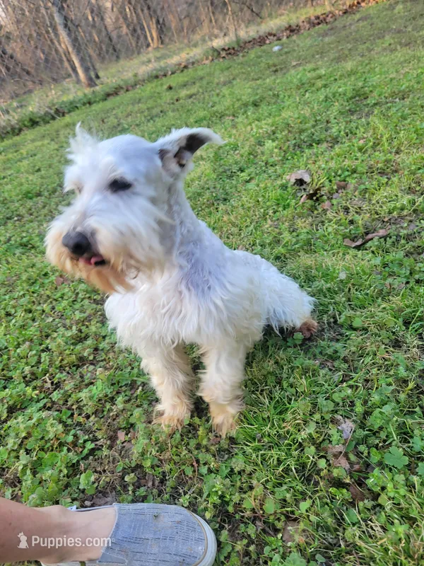 Willie, a male Miniature Schnauzer for sale in Strafford, MO – Photo 1 of 1