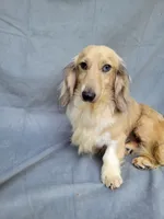 Stud Akc, a male Miniature Dachshund for sale in Strafford, MO – 1 of 2