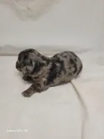 Black Akc, a female Miniature Dachshund for sale in Strafford, MO – Photo 1 of 4